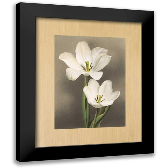 Trivelli, Andrea 12x14 Black Modern Framed Museum Art Print Titled - Tulipani