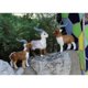 thumbnail image 4 of Adorno de Simución de Oveja Animal Artificial con Plumas Decoración para hogar de Animales Falsos CUTICAT Animales artificiales, 4 of 8