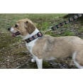 thumbnail image 2 of Country Brook Petz® Deluxe Black Candy Cane Dog Collar - Made In The U.S.A., Medium, 2 of 6