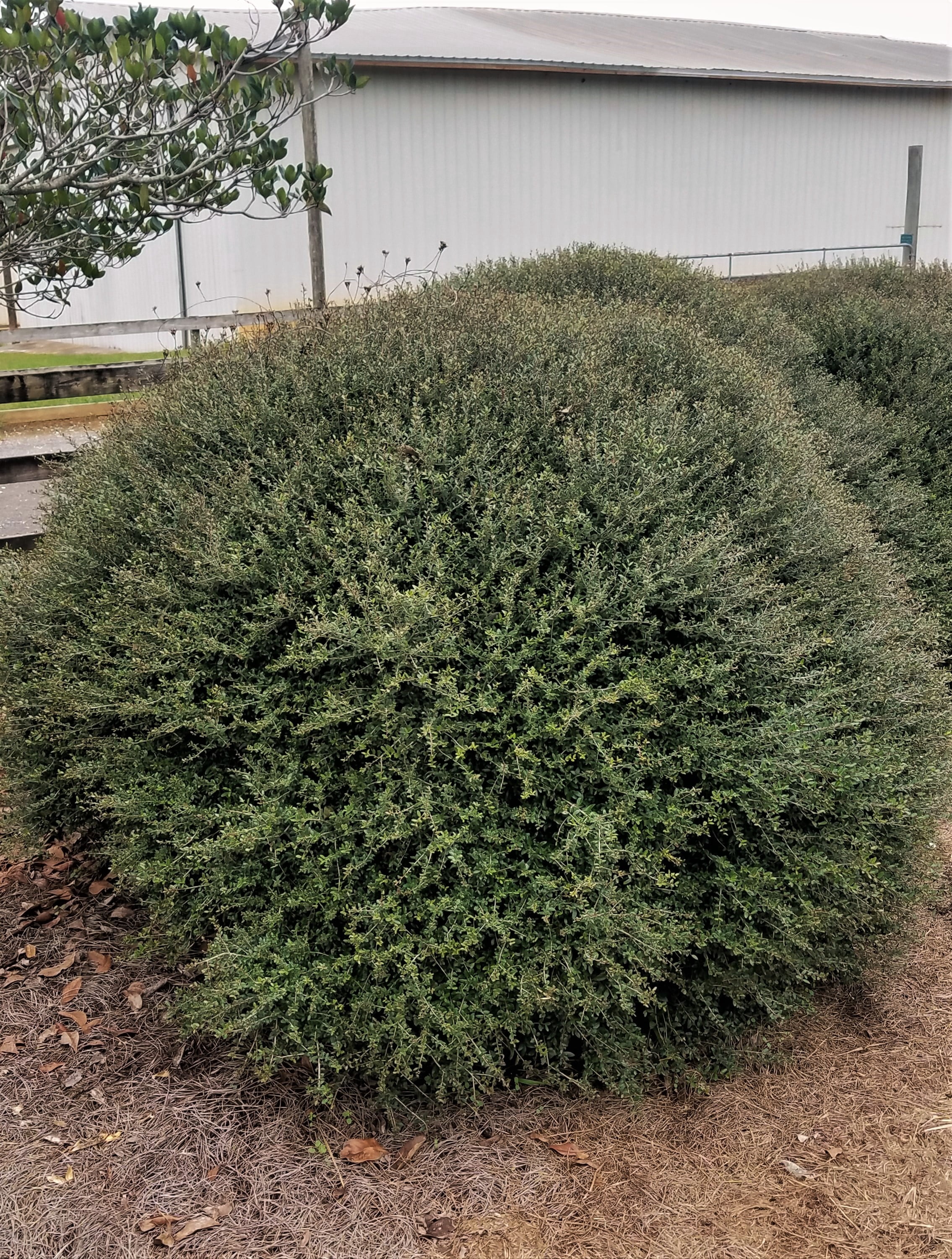 Expert Gardener Bordeaux Yaupon Holly (2.5 Quart) Compact Evergreen Shrub with Red-Hued Winter Foliage - Full Sun Live Outdoor Plant