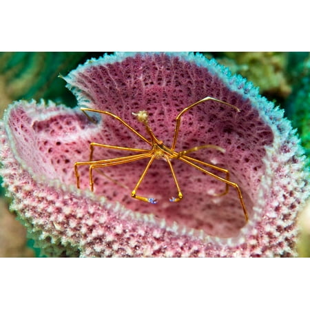 A yellowline arrow crab in a blue vase sponge in Caribbean waters Poster Print by Karen DoodyStocktrek