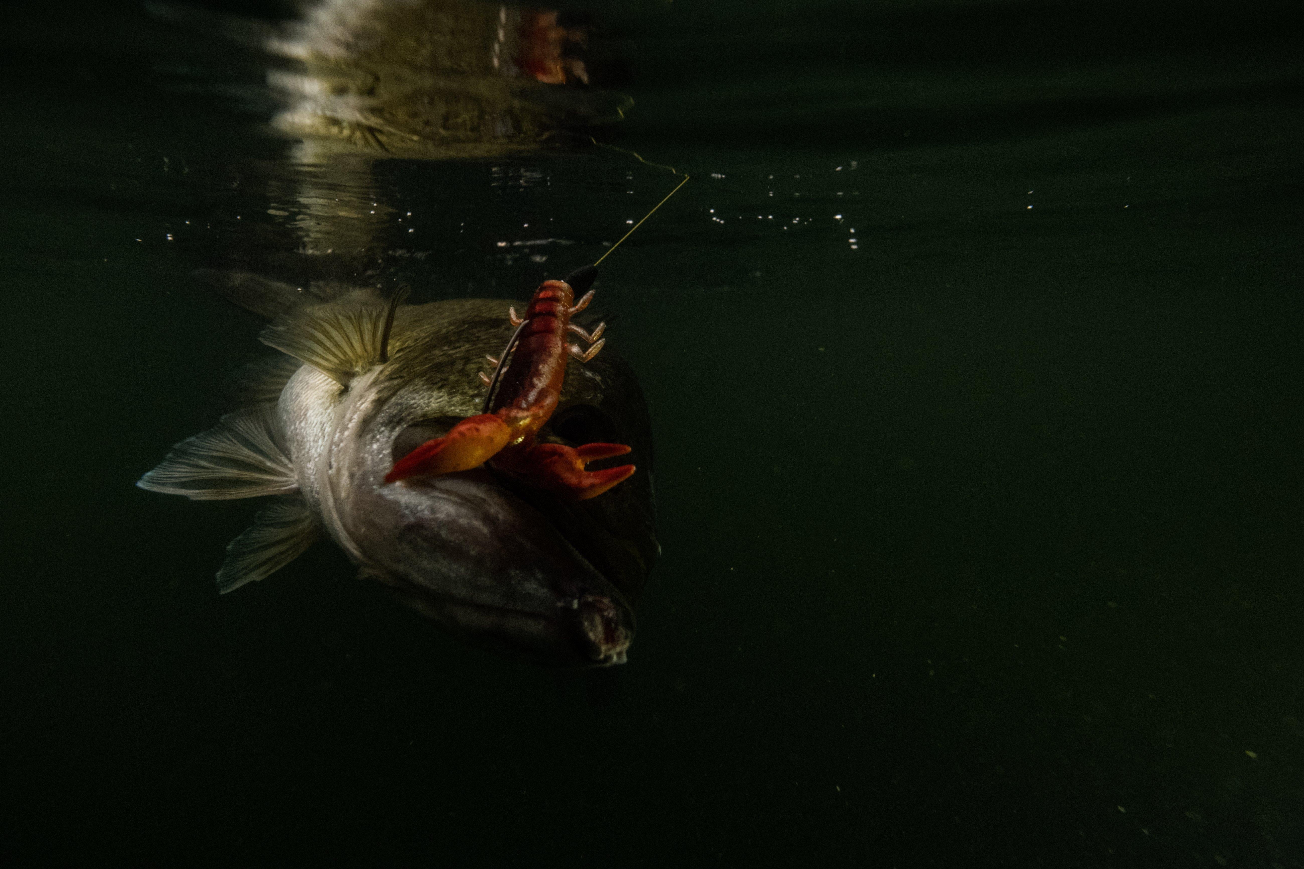 PowerBait® The Champ Craw