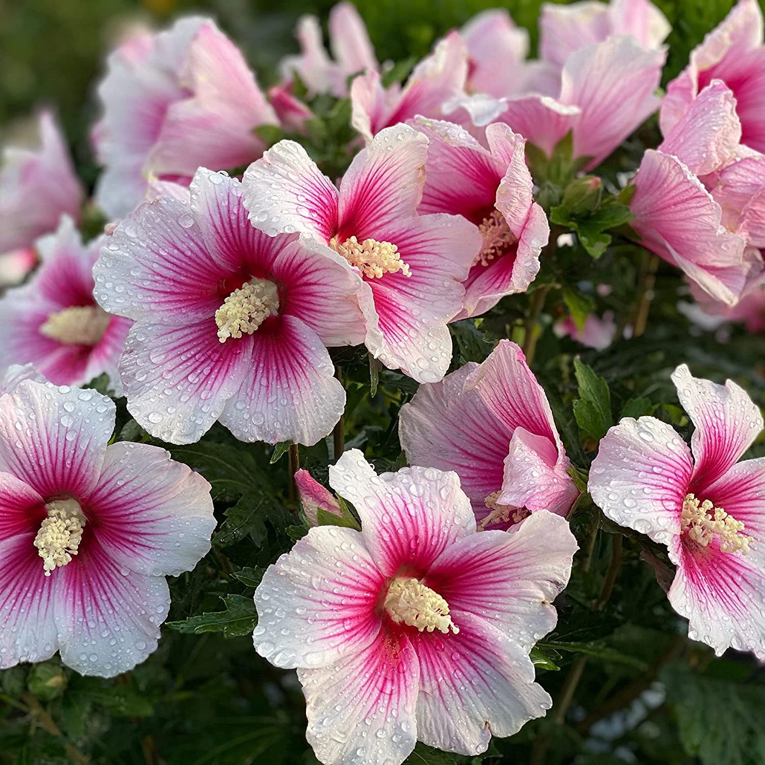 Proven Winners ColorChoice Paraplu Pink Ink Hibiscus Live Shrub (2 Gallon)