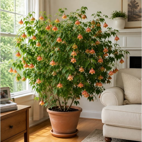 Set of 2 Apricot Abutilon Live Starter Plants 4-7 Inches Tall, Abutilon Flowering Plants for Outdoor Garden, Containers, Patio and Ornamental Plant Collections