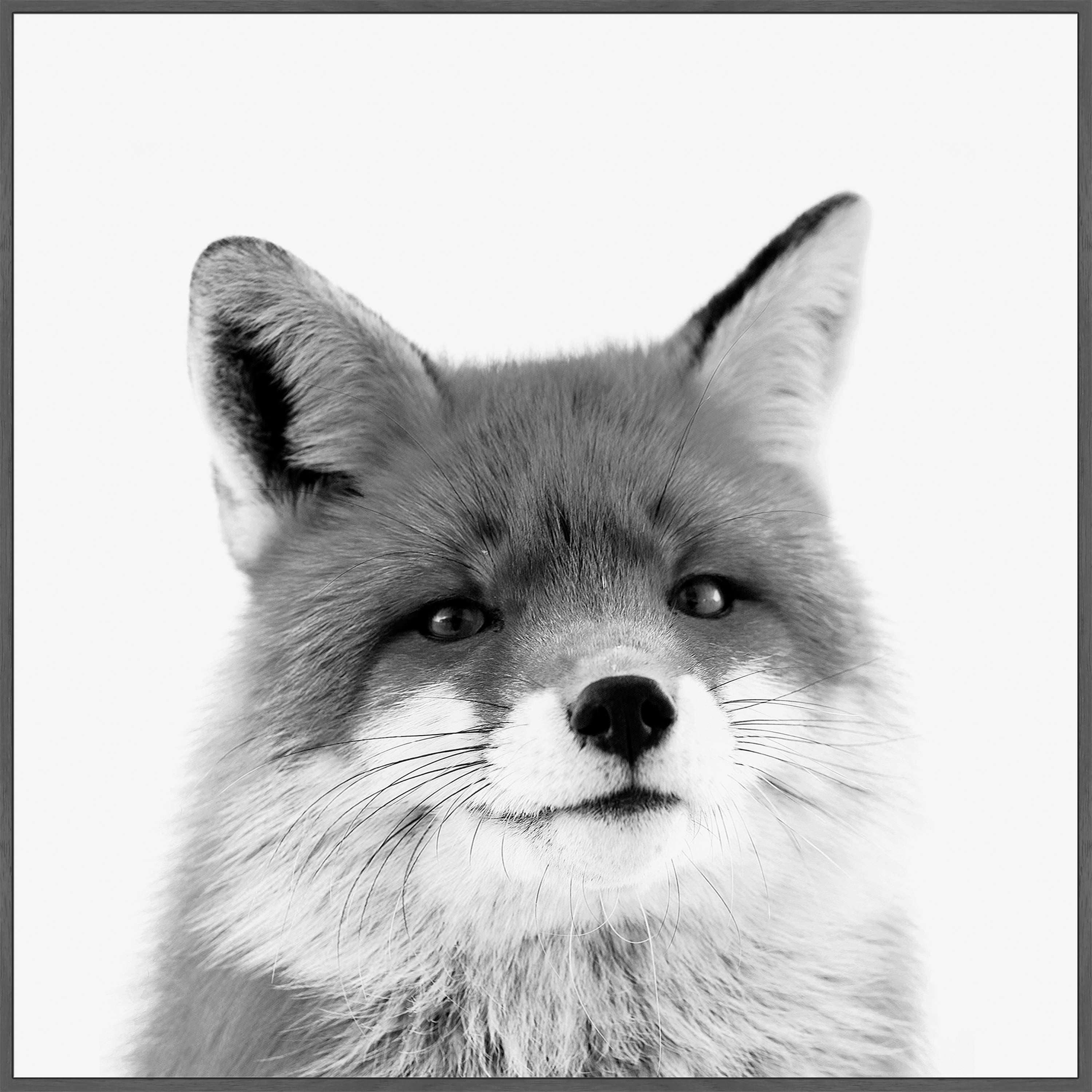 Handsome Fox Floater Framed Painting Print on Canvas
