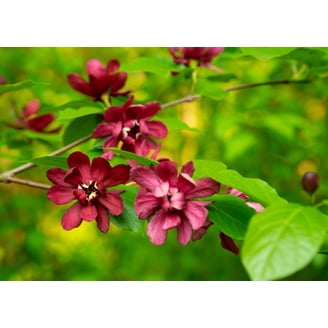 20 Caper Bush Seeds - Edible Capers, Flinders Rose (Capparis Spinosa) Shrub Seeds For Growing