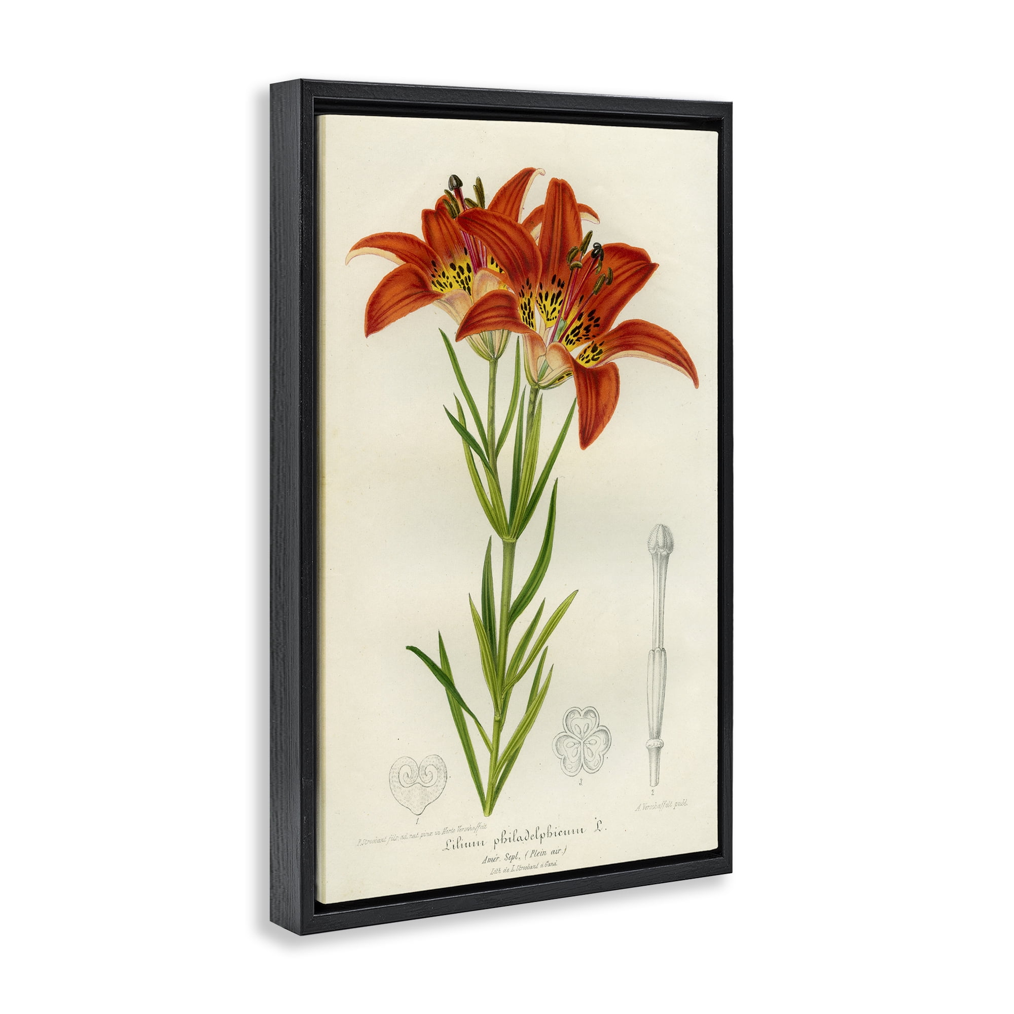 Stupell Industries Western Red Lily Black Framed Floater Canvas Wall Art, design by Print Collection