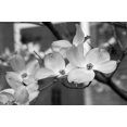 thumbnail image 2 of Erin Berzel 40x28 Gallery Wrapped Canvas Wall Art Titled - Dogwood Blossoms II BW, 2 of 4