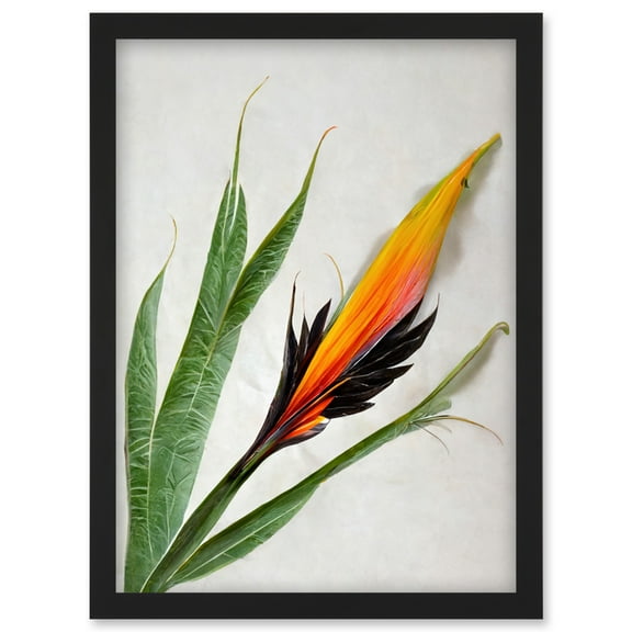 Bird of Paradise Tropical Plant Flower and Leaves Illustration on White Artwork Framed Wall Art Print A4