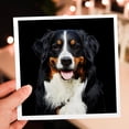 thumbnail image 7 of 3drose, Beautiful Portrait of a Bernese Mountain Dog, 12 Greeting Cards with Envelopes, 7 of 7