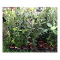 Pineapple Guava Live Plant Feijoa sellowiana Cold Hardy Edible