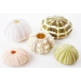 thumbnail image 7 of Sea Urchin Sampler: Natural Purple, Pink, Sputnik, Alfonso and Green Urchins - 5 Piece Set, 7 of 7