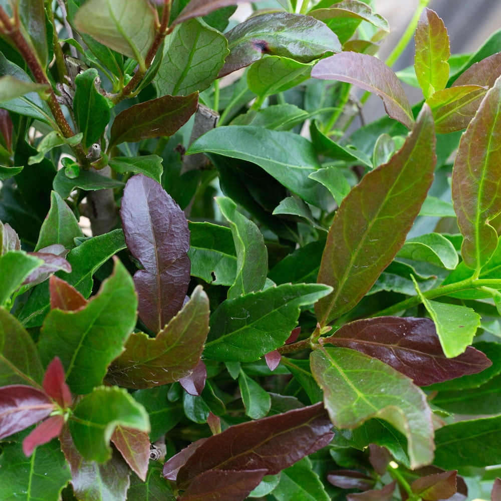 Southern Living Coppertop Sweet Viburnum Live Shrub in 3-Gallon Grower Pot