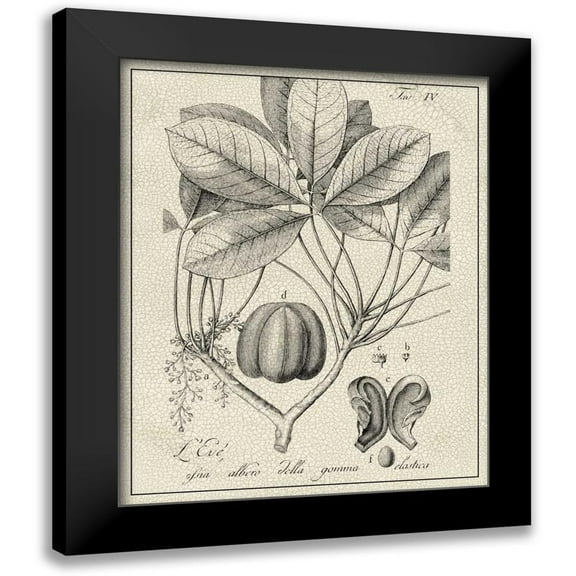 Vision Studio 12x14 Black Modern Framed Museum Art Print Titled - Antique Black and White Botanical VI