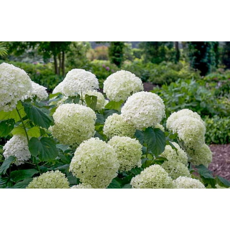 Incrediball®Smooth Hydrangea Arborescens - Live Plant - ( 3in