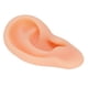 thumbnail image 4 of Modelo De Oreja, Estructura Sólida Mano De Obra Exquisita Funcionamiento Completo Para La Actividad YLSHRF Derecha, 4 of 8