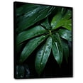 thumbnail image 2 of Designart "Embracing Emerald Jungle Leaves" Palms & Palm Trees Floater Framed Canvas Art Print, 2 of 5