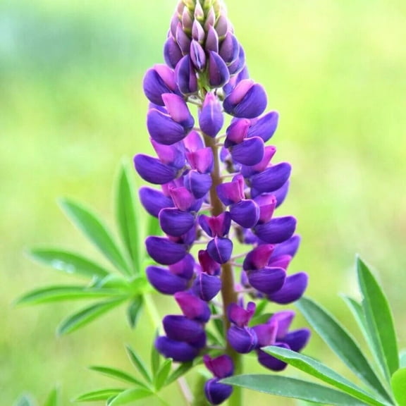Gallery Blue Lupine Seeds (25 Pack) – Lupinus Perennial Flower Seeds for Planting Outdoors, Blue Spiky Bloom Flowers for Garden Beds & Borders