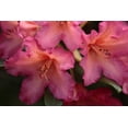 thumbnail image 2 of Crane, Rita 32x23 Black Ornate Wood Framed with Double Matting Museum Art Print Titled - Exotic Rhodies I, 2 of 4
