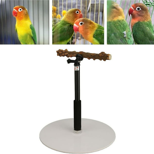 Indoor bird stand hotsell