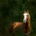 thumbnail image 2 of PHBurchett  20x20 Gold Ornate Wood Framed with Double Matting Museum Art Print Titled - Wild II, 2 of 4