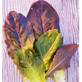 thumbnail image 4 of TomorrowSeeds - Cimmaron Romaine Lettuce Seeds - 2000+ Count - For 2026 Planting Lactuca Sativa Wild, 4 of 10
