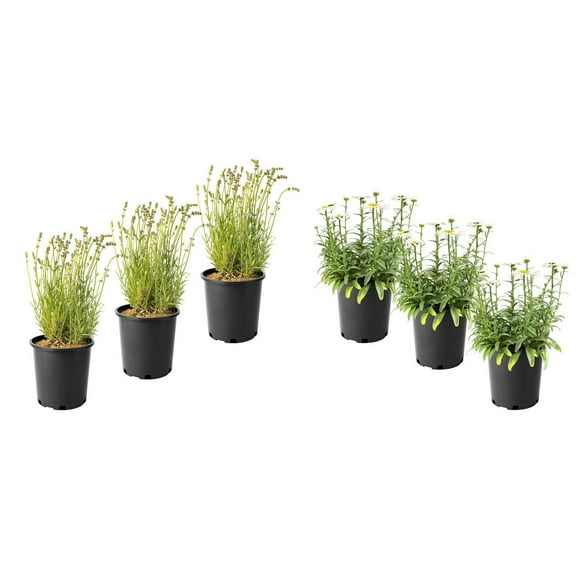 1 Gallon (3.8L) Sun Mix 6 Pack