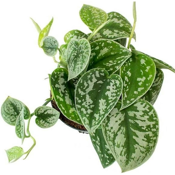 Satin Pothos - Live Plant in a 4 Inch Pot - Scindapsus Pictus - Elegant Indoor Houseplants Straight from The Nursery