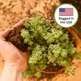 thumbnail image 3 of Indoor Plant Soil 4qt - Perfectly Balanced Potting Mix for All Varieties of Houseplants, 3 of 5