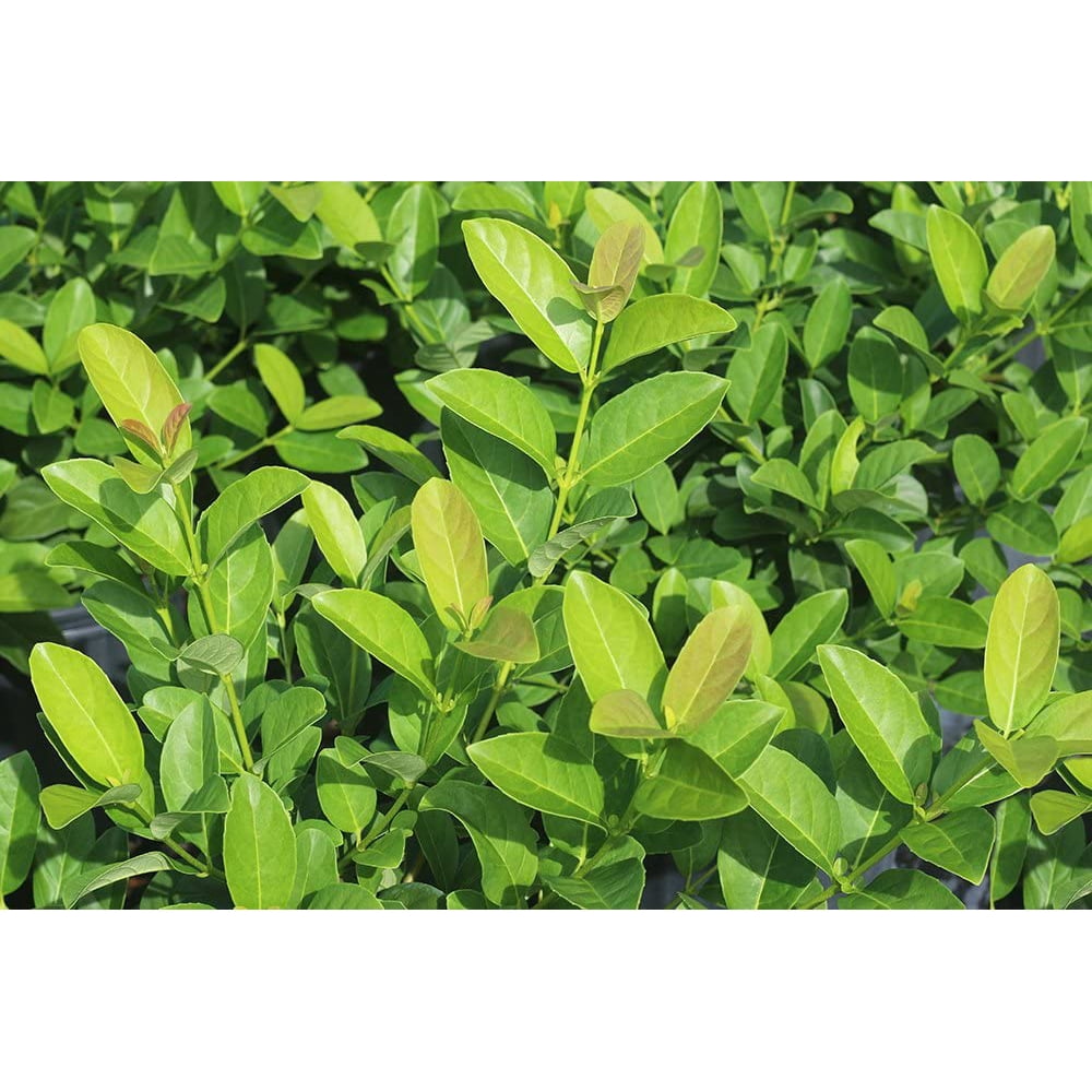 3 Gal. Sweet Viburnum Flowering Privacy Hedge