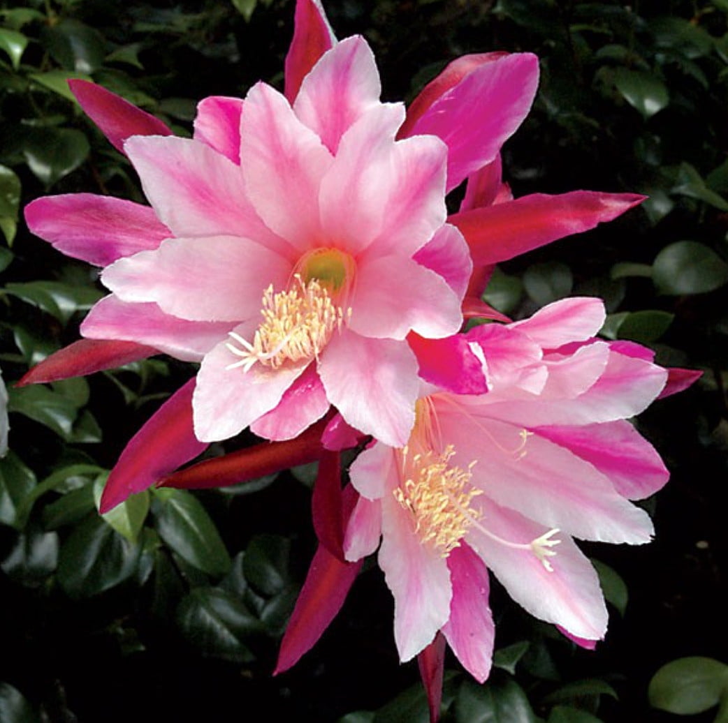 Light Pink Orchid Cactus 6" HB Epiphyllum Easy to Grow, Great House