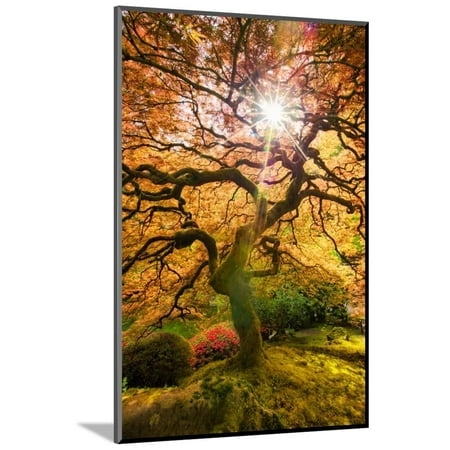Autumn Maple and Sun, Japanese Garden Portland Oregon Wood Mounted Print Wall Art By Vincent