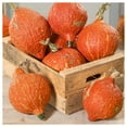thumbnail image 2 of Everwilde Farms - 1 oz Organic Golden Hubbard Winter Squash Seeds - Gold Vault Bulk Seed Packet, 2 of 3
