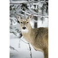 thumbnail image 2 of Close Up Of A Young Deer In A Snow Covered Forest; Kananaskis Country  Alberta  Canada Poster Print, 2 of 2