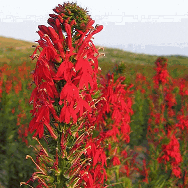 Everwilde Farms 1 Lb Cardinal Flower Native Wildflower Seeds Gold