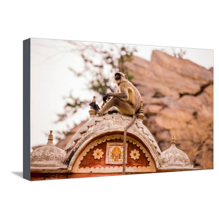 Monkey Sitting in Abandoned Cistern, Jaipur, Rajasthan, India, Asia Stretched Canvas Print Wall Art By Laura (Best Water Tank Brand In India)