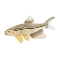 thumbnail image 3 of Esquirla Jouet Modèle Figurines d'Animaux Marins Réalistes pour Enfants Adultes Cadeaux Collection Hareng, 3 of 8