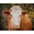 thumbnail image 3 of Murdock, Ramona 18x15 Black Modern Framed Museum Art Print Titled - Its Been a Tough Life Darlin, 3 of 5