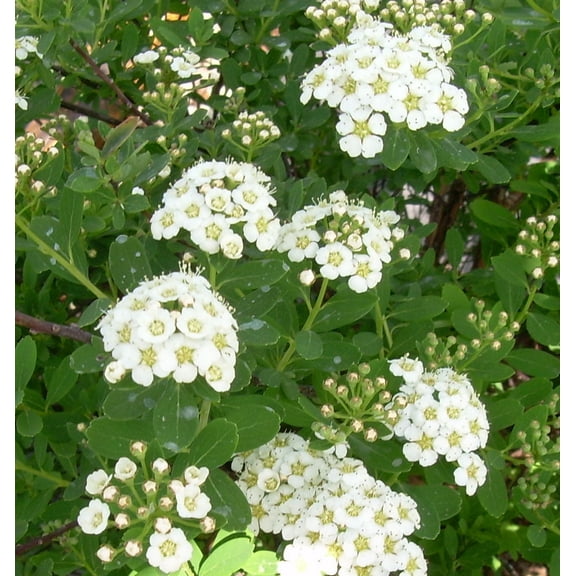 Snow Mound Spirea - 2 Gallon Shrub