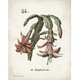thumbnail image 2 of Babbitt, Gwendolyn 20x24 White Modern Wood Framed Museum Art Print Titled - Cacti II, 2 of 4