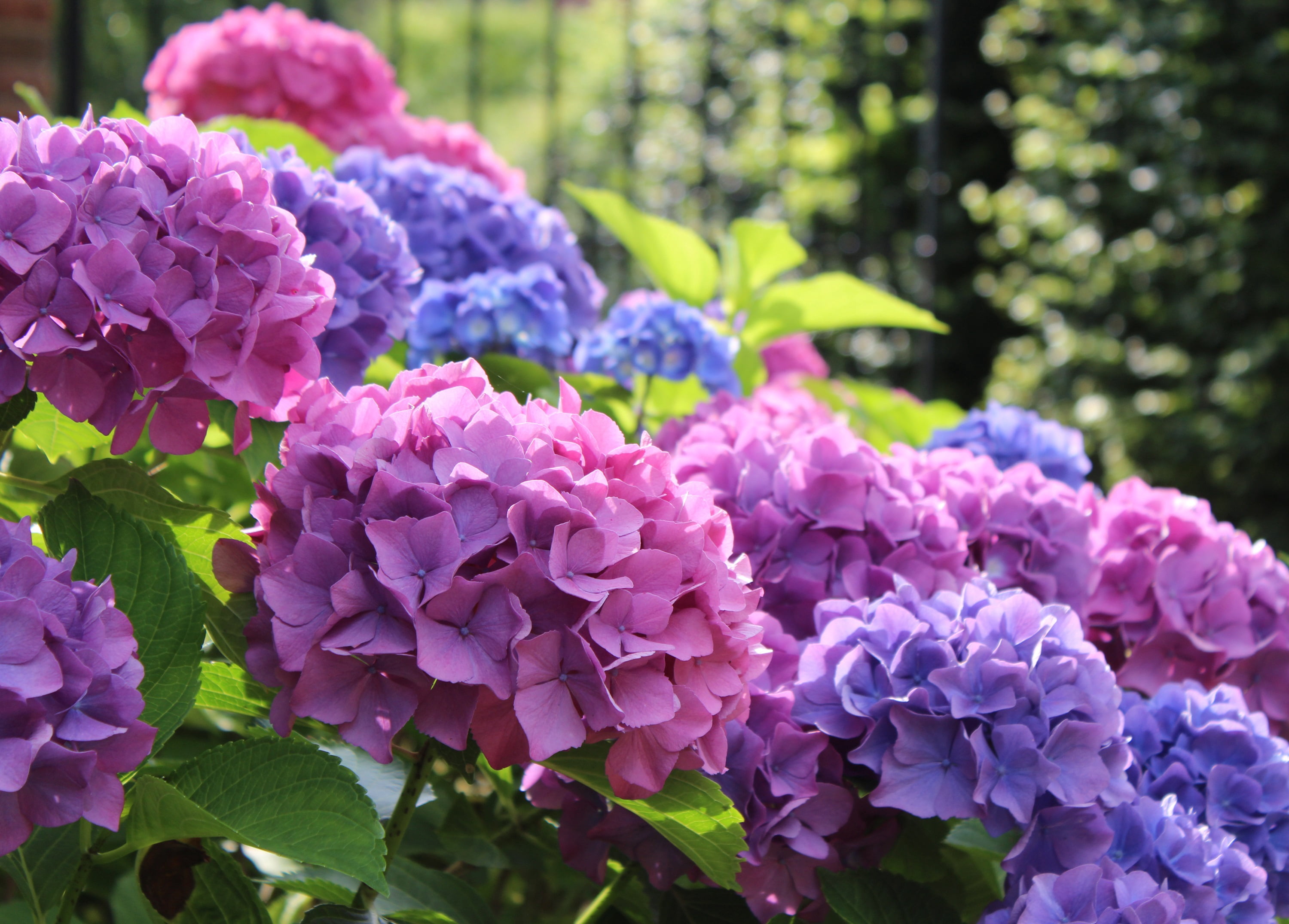 L.A. Dreamin Hydrangea Flowering Live Shrub in 3-Gallon Grower Pot