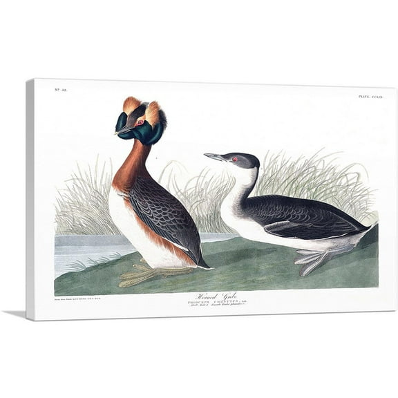 ARTCANVAS Horned Grebe Canvas Art Print by John James Audubon - Size: 26" x 18" (0.75" Deep)