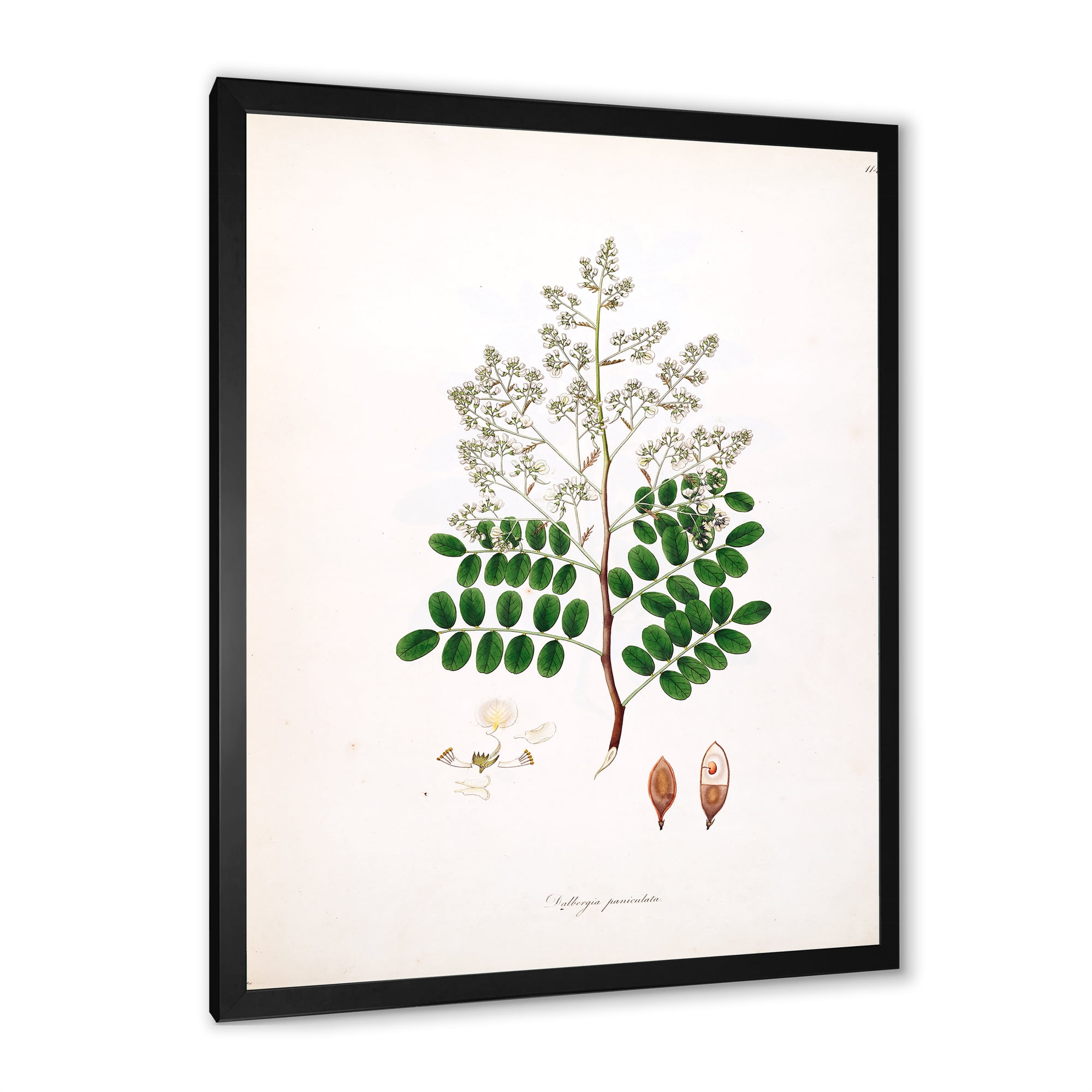 Designart 'Ancient Botanicals XII' Farmhouse Framed Art Print