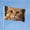 Cat, variant on Funny Bubble gun Cat Garden Flags for Outside 3x5 Ft Double Sided Large House Flag Cute Cat Meme Cats Flags Housewarming Gifts for Women Men Cat Lovers Wall Yard Outdoor Patio Decor