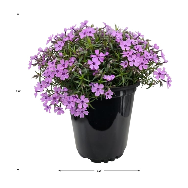 Expert Gardener Outdoor Live Plant Creeping Phlox Purple Beauty
