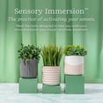 thumbnail image 6 of Lifelines Plant Diffuser with ClickWick Essential Oil Blend, Rechargeable & Waterless Aromatherapy Diffuser for Home and Office, Modern Grass Planter, 6 of 6