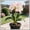 B, variant on Premium Brilliant Amaryllis —Tolerant —  Cold-Hardy & Shade--Perfect for Gardening Beginners(Non-Artificial)