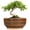 Brown, variant on 8 Inch Succulent Pots with Drainage Hole & Bamboo Tray,Round Ceramic Shallow Planter for Indoor Plants,Cactus,Bonsai Tree Blue