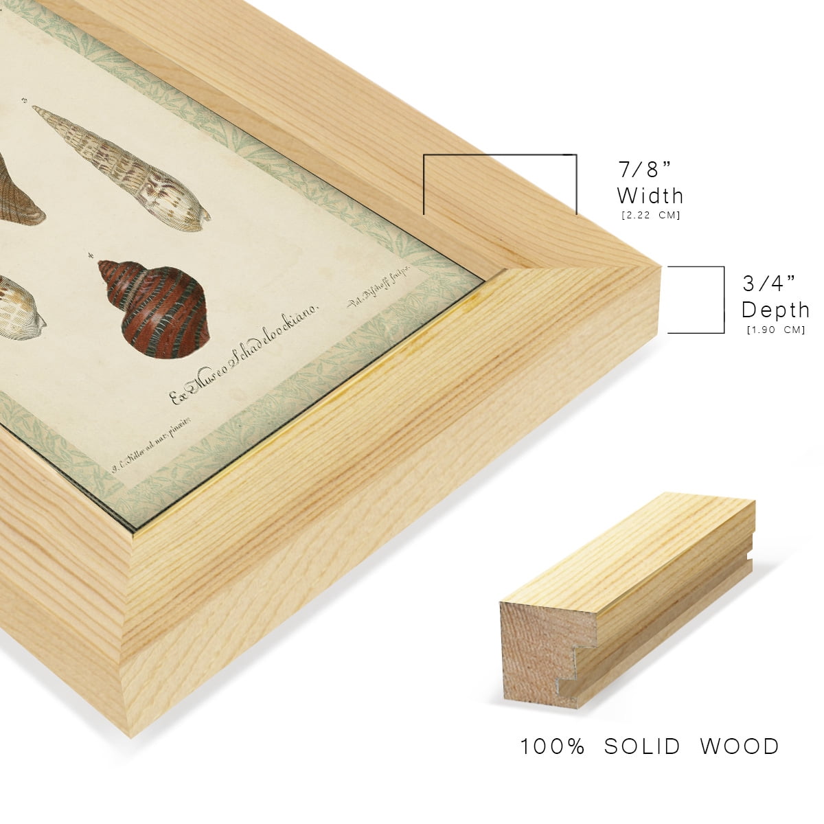 Bookplate Shells V - Framed Print w/glass - Natural Wood
