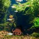 thumbnail image 5 of Pulpo Acuario Adorno Pulpo, 5 of 5